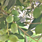 Olive tree – Aonidiella auranti