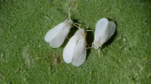 Woolly whitefly
