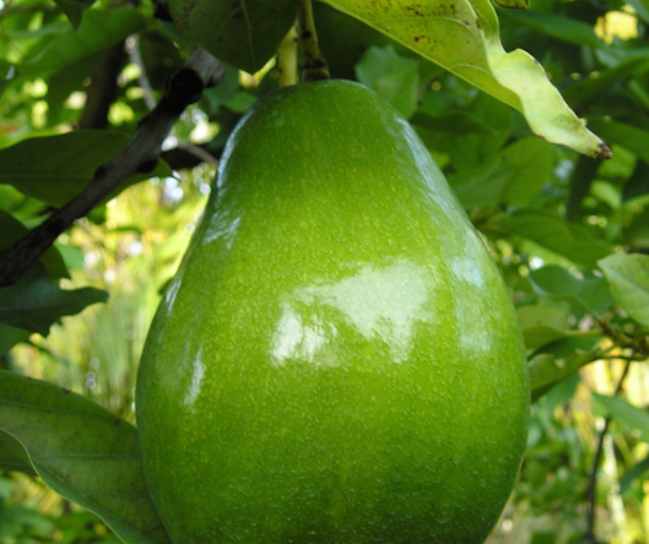 pear-crop-care