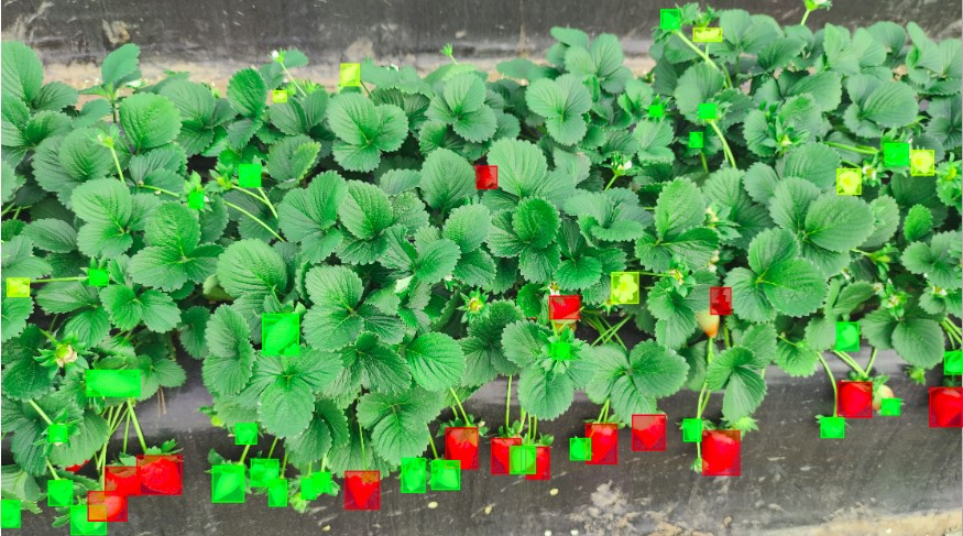 Strawberry annotation in 3 maturity levels (flower-immature-mature)