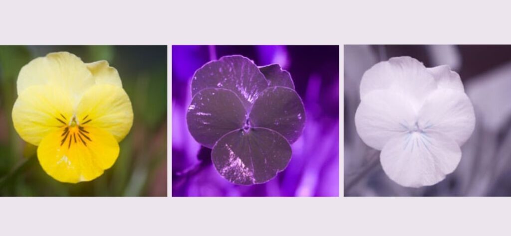 Spectral imaging for plant health
