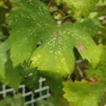 Grape vine - Vitis vinifera